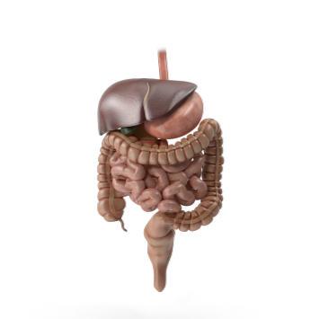 Digestive System Icon